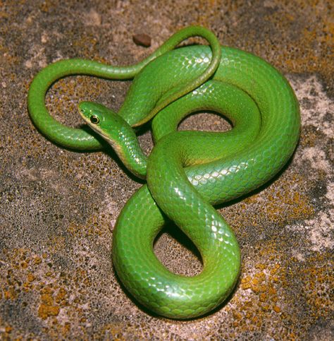 Green Snake Snake Green, Dark Green Snake, Green Tree Snake, Bestie Book, Snake In Forest, Smooth Green Snake, Garden Snakes, Ouroboros Tattoo, Yellow Bellied Sea Snake