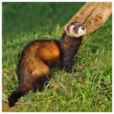 16 - European Polecat European Polecat, European Badger, Mushroom Witch, Fanfic Ideas, Mini Donkey, Drums Of Autumn, The Outlander, Friday Fun, Outlander Tv Series