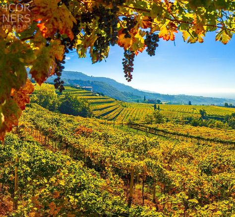 Vineyard Aesthetic, Autumn Vineyard, Tuscany Vineyard, Vineyard Landscape, Vineyard Photography, Italian Vineyard, Wine Production, Padua Italy, European Village