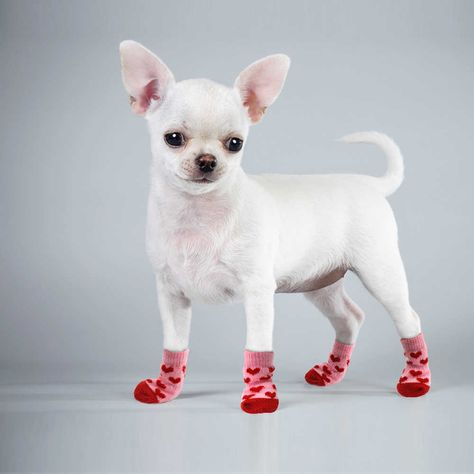 SHOP NOW! Paw Protector, Cat Shoes, Dog Boots, Dog Socks, Dog Shoes, Small Puppies, Little Puppies, Medium Dogs, Knit Socks