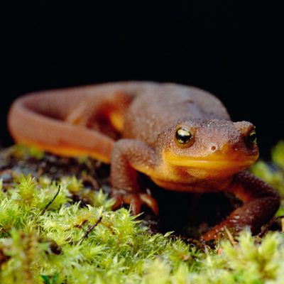 Amphibian Pictures | HowStuffWorks Rough Skinned Newt, Newt Amphibian, Newt Lizard, Amphibians Activities, Salamanders, The Little Black Dress, Animal Groups, Lovely Creatures, Reptiles Pet