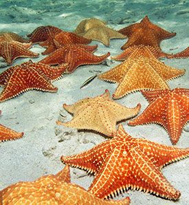 Starfish Painting, Time And Tide, Stella Marina, Petoskey Stone, Butterfly House, Wallpaper Nature Flowers, Ocean Vibes, Orange Aesthetic, Mackinac Island