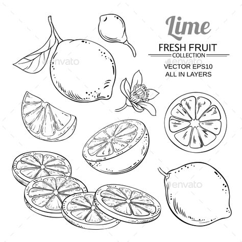 Lime Fruits Vector Set #Fruits, #Lime, #Set, #Vector Lemon Vector, Fruits Vector, Fruit Sketch, Fruits Drawing, Fruit Vector, 흑백 그림, Fruit Art, Doodle Drawings, Botanical Illustration