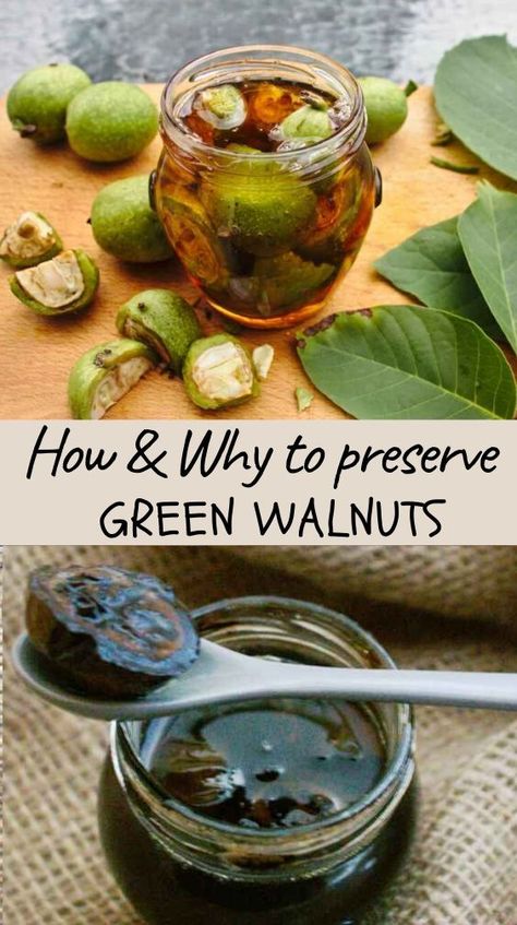 Uncover the reasons to forage green walnuts and learn how to preserve them in raw honey #greenwalnuts, #preserving, #herbalremedies, #homeremedies, #herbaldiy Foraging Aesthetic, Pickled Walnuts, Wild Food Foraging, Foraging Recipes, Medicinal Herbs Garden, Walnut Recipes, Foraged Food, Healthy Herbs, Herbal Recipes