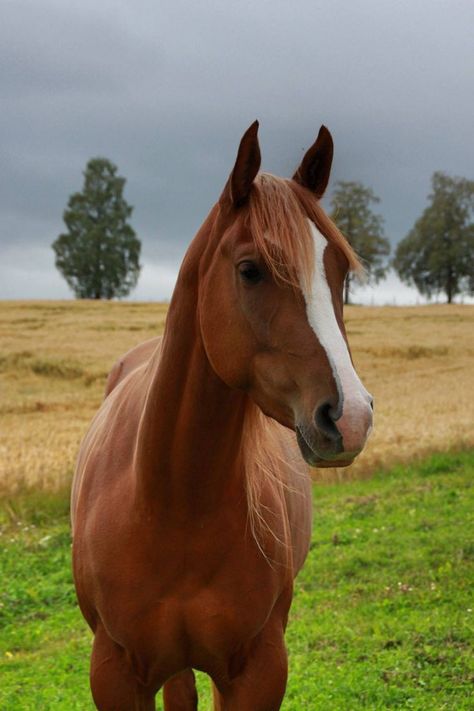 Horses Chestnut, Chestnut Horses, Minecraft Decoration, Cowboy Pictures, Cute Horse Pictures, Equestrian Aesthetic, Anime Photo Profile Dark, Horse Therapy, Types Of Horses