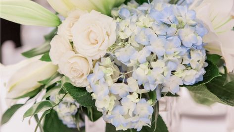 The dinner tables were adorned with centerpieces made of beautiful light blue hydrangea, white spray roses and white lilies in a clear glass cube. After the wedding, we came to pick up these gorgeous flower arrangements to donate them to Grant Medical Center Oncology Floor at the bride's special request! Light Blue Hydrangea, White Rose Boutonniere, Standard Roses, Hydrangea White, White Spray Roses, Palm House, Rose Boutonniere, Green Hydrangea, Glass Cube