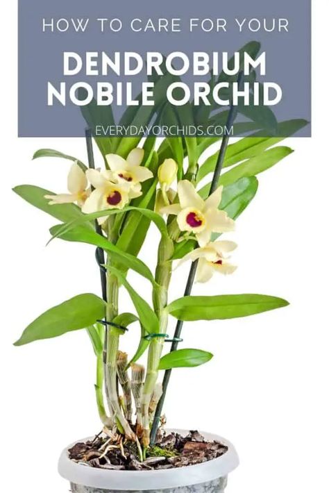 Everything you need to know about how to care for Dendrobium Nobile orchids. Learn about temperature, watering, lighting, and humidity needs for this beautiful orchid. Find out about how to get this orchid to rebloom and to use keikis to propagate more orchids. #Orchid #OrchidCare #DendrobiumNobile How To Fertilize Orchids, Looking After Orchids, Dendrobium Orchids Care, Care Of Orchids, Cymbidium Orchids Care, Ayurvedic Plants, Dendrobium Nobile, Flower Pot Hanger, Indoor Orchids