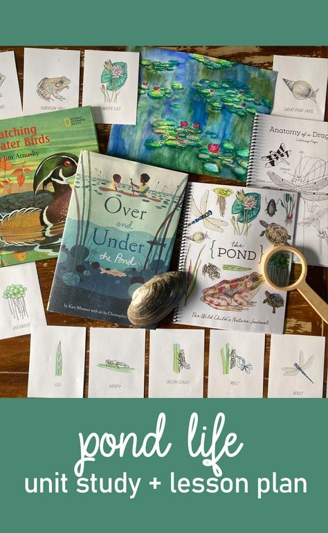 pond life , frog and toad unit study for kids Spring Unit Study Homeschool, Nature Study Units, Camping Unit Study, Pond Unit Study, Spring Homeschool Lessons, Pond Habitat Projects For Kids, Spring Unit Study, Pond Activities For Kids, Pond Lesson Plans Preschool