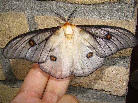 Ceranchia apollina - a Madagascar endemic species - in captivity in the Netherlands -- Bart Coppens Ghostly Silk Moth, Wedding Dress Video, Cute Moth, Dress Video, Moth Art, Cool Bugs, Witchy Wallpaper, Beautiful Bugs, A Wedding Dress