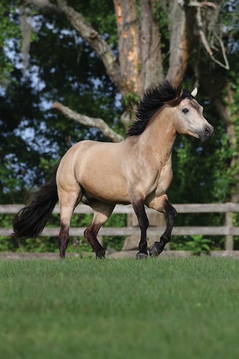 The pride of the Emerald Isle is a versatile pony loved by children and adults alike 💚

Of course, we’re talking about the Connemara Pony—a breed versatile enough to go from the mountains and bogs of western Ireland to success in show rings around the world.

Learn more about the Connemara ⬇️ Connemara Horse, Senior Horse Care, Horse Pretty, Western Ireland, Hunter Jumper Horses, Horse Ownership, Connemara Pony, Horseback Riding Lessons, Horse Movies