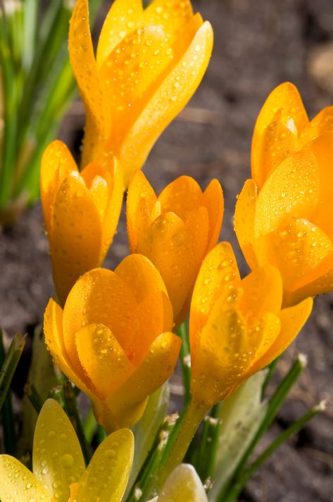 Crocus Flowers, Yellow Crocus Flower, Orange Monarch Crocus, Crocus Photography, Spring Crocus Flower, Tiny Yellow Flowers, Yellow Crocus, Crocus Flower, Flower Cottage