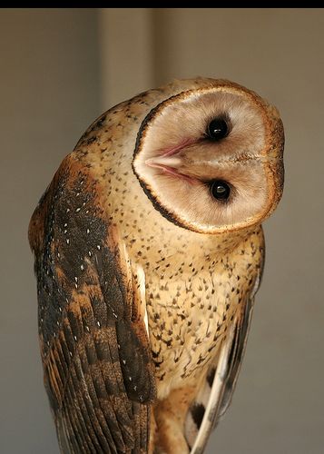 barn owl  (Tyto alba) checking me out. Owl Pics, Beautiful Owls, Owl Photos, Hoot Owl, Owl Pictures, Beautiful Owl, Animale Rare, Owl Bird, Owl Art