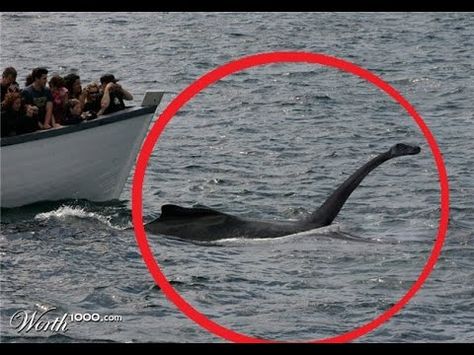 Sea Serpent Lockness Monster, High Strangeness, The Loch Ness Monster, Strange Animals, Bigfoot Sightings, Mysteries Of The World, Unsolved Mystery, Creepy Stuff, Sea Serpent