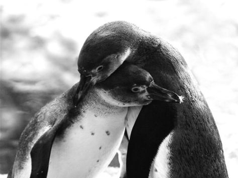 Penguins Hugging, Penguin Hug, Animal Hugs, Penguins Funny, Hugs And Cuddles, Animal Magnetism, Penguin Love, Cute Penguins, Cutest Thing Ever