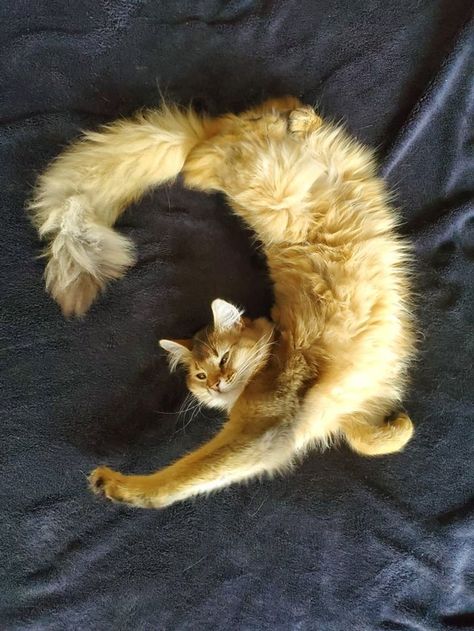 Cats In Funny Poses, Floating Cat Reference, Cat Poses Laying Down, Animal Reference Photos Action Poses, Dynamic Animal Poses Reference, Cat Curled Up, Cat Poses Photography, Animal Pose Reference, Cat Looking Up