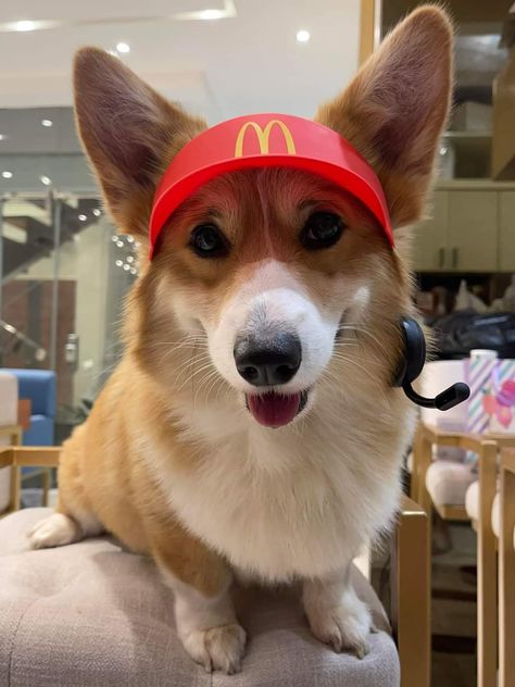 Corgi Matching Pfp, Best Corgi Costumes, Corgi With Glasses, Corgi Dressed Up, Corgi Gif, Puppy Socialization, Really Cute Puppies, Corgi Meme, Live Animals