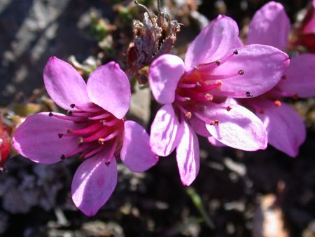 my next tattoo. purple saxifrage: a beautiful flower that flourishes in extreme conditions. proof that as a person you can flourish through tough times, even when all odds and conditions are against you Purple Saxifrage, A Beautiful Flower, Next Tattoo, Making Cards, Tough Times, Beautiful Flower, Wild Flowers, Beautiful Flowers, Projects To Try