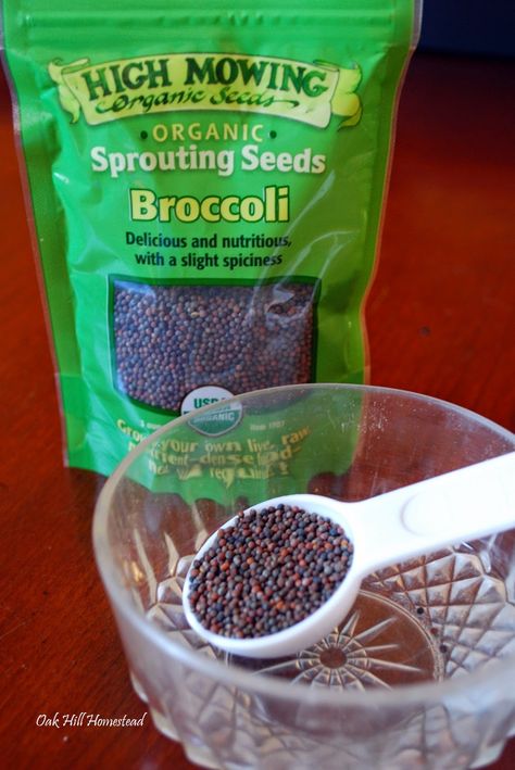 Broccoli Sprouts Growing, Fiber Fueled, Sprouts Growing, How To Grow Broccoli, Seed Sprouting, Grow Sprouts, Grow Broccoli, Microgreens Garden, Microgreens Recipe