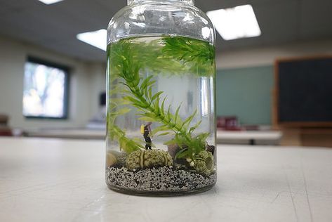 An aquascape is a small aquatic ecosystem in a glass container—like a terrarium but water-based instead of soil-based. These instructions are for a simple version with plants, algae, and small shrimp. Small Shrimp, Water Terrarium, Indoor Aquaponics, Ant Crafts, Brooklyn Botanic Garden, Sea Monkeys, Aquatic Ecosystem, Aquatic Plant, Town House