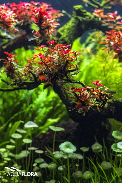 Freshwater Aquarium Plants, Aqua Tank, Cool Fish Tanks, Aquascape Design, Fish Tank Design, Aquatic Garden, Aquarium Landscape, Betta Tank, Aquarium Ideas