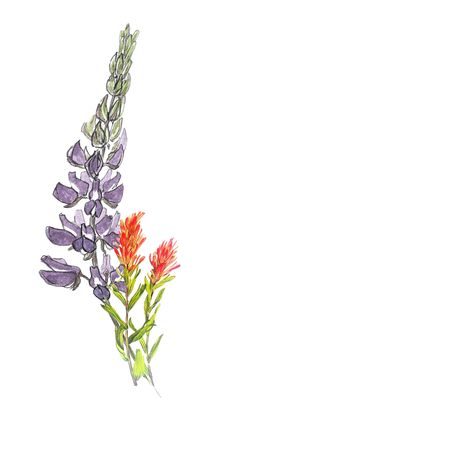 Lupine and Indian paintbrush tattoo for my ribcage Wildflower Mountain Tattoo, Idaho Wildflowers Tattoo, Indian Paintbrush Drawing, Wyoming Wildflowers Tattoo, Mountain Wildflower Tattoo, Bluebonnet And Indian Paintbrush Tattoo, Indian Paint Brush Tattoo, Lupin Tattoo, Indian Paintbrush Tattoo