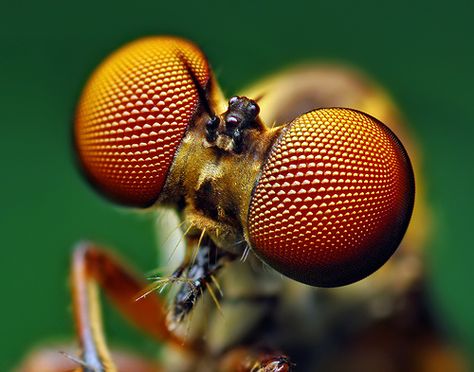 Focus stacking ...... Eyes of a Holcocephala fusca Robber Fly by Thomas Shahan, via Flickr Macro Fotografie, Bug Eyes, Insect Eyes, Macro Photography Insects, Colour Explosion, Foto Macro, Insect Photos, Fly Insect, Micro Photography