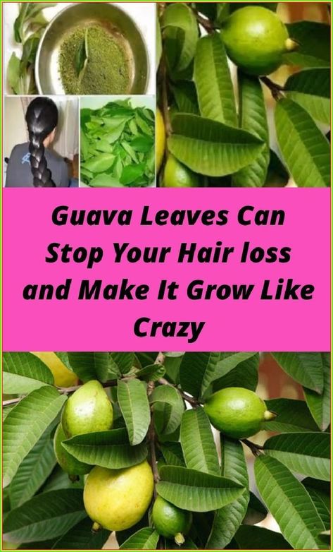 Find out about Guava Leaves Can Stop Your Hair loss and Make It Grow Like Crazy Follow the link to find out more... Hair Growth Home Remedies, Guava Leaves, Home Medicine, Erase Wrinkles, Green Coffee Bean Extract, Home Remedies For Acne, Green Coffee Bean, Cold Home Remedies, Like Crazy