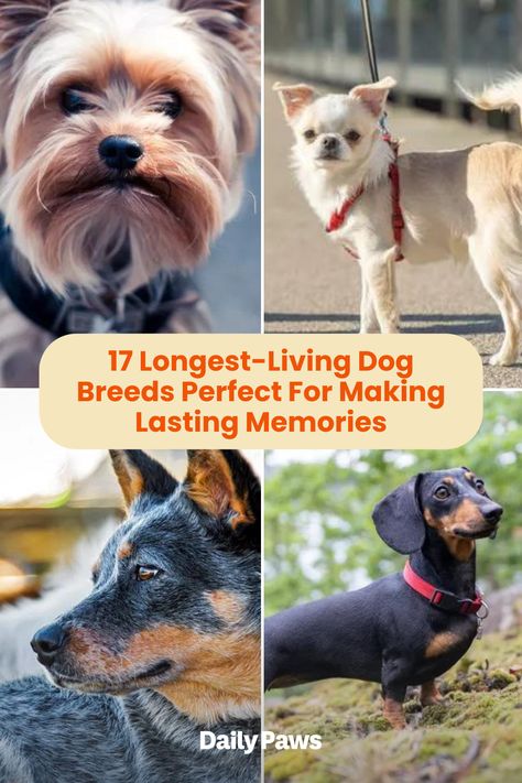 When you're ready for a dog, it's important to know just how much puppy love you're going to get. Take a peek at these longest-living dog breeds that will keep you in terrific company for years to come. Dog Training At Home, Dog Chart, Hypoallergenic Dog Breed, Training At Home, Corgi Puppies, Welsh Corgi Puppies, House Training Dogs, Bad Behavior, Old English Bulldog