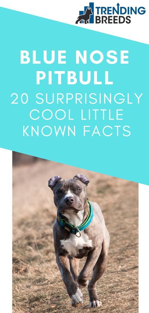 We share some very cool and little known facts about the gorgeous Blue Nose Pitbull. Its almost mystical appearance and loving nature are truly special. Bully Blue, Blue Nose Pitbull Puppies, Pitbull Names, Pitbull Facts, Cute Pitbulls, Pitbull Dog Breed, Blue Pitbull, Bully Pitbull, Blue Nose Pitbull