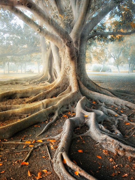 Spectacular tree of Parc des Princes in Seville, Spain Old Tree, Old Trees, Tree Photography, Tree Roots, Tree Hugger, Nature Tree, Tree Forest, Andalusia, Beautiful Tree