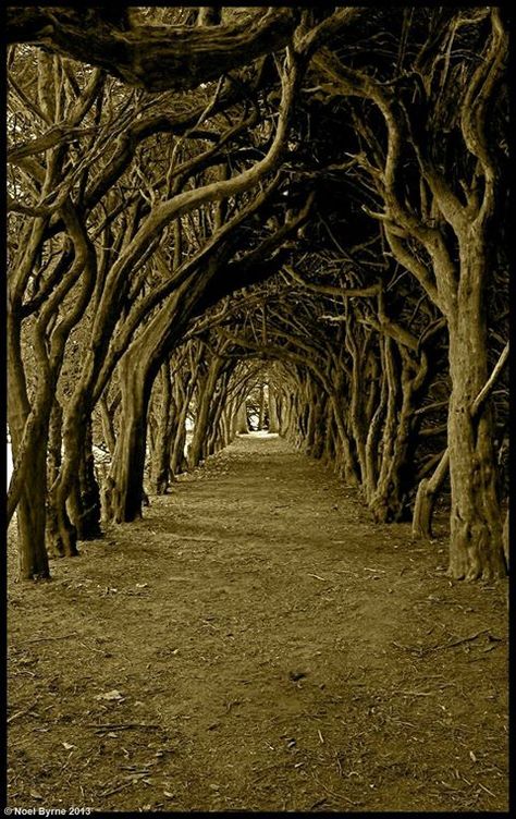 Tree Lined Path, Meath Ireland, Tree Tunnel, Dream Cabin, Fantasy Garden, Ireland Vacation, Catholic School, Emerald Isle, Ireland Travel