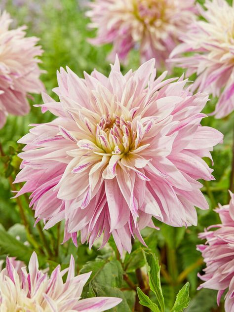 Dahlia Labyrinth, Dinner Plate Dahlia, Daisy Duke, Spring Plants, Replant, Dahlia Flower, Fall Plants, Arabian Nights, Planting Bulbs