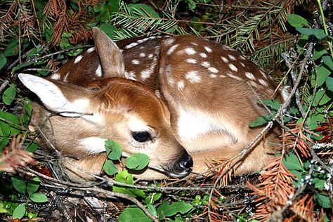 sleepy fawn Fawn Sleeping, Misty Moors, Fawn Tattoo, Deer Spirit, Valentine Designs, Sleeping Drawing, Woodland Animal Art, Sleeping Animals, Deer Pictures