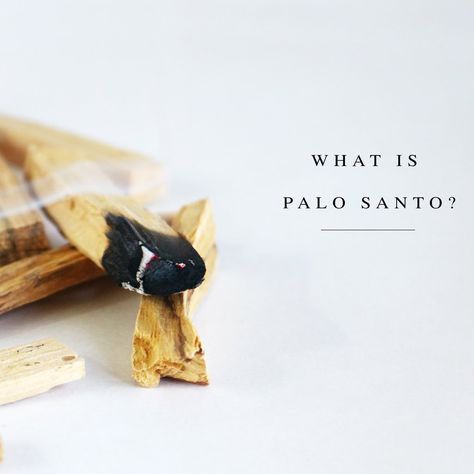 Palo Santo Wood, Healing Properties, Ecuador, South America, Essential Oil, Essential Oils, Spirituality, Trees, Candles