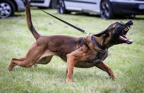 Belgian Malinois Working, Belgian Malinois Aesthetic, Conditioned Dogs, Malinois Funny, Belgian Dog, Belgium Malinois, Belgian Malinois Dog, Every Dog Breed, Malinois Dog