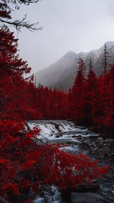 Red Forest Aesthetic, Red Forest Wallpaper, Forest Wallpaper Iphone, Red Trees, Red Aesthetic Grunge, Forest Waterfall, Dark Red Wallpaper, Scenery Nature, Red Tree