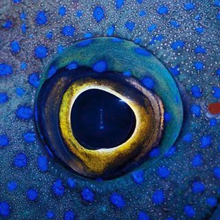 Animal Close Up, Close Up Art, Regard Animal, Foto Macro, Human Photography, Human Pictures, Eye Close Up, Fish Eye, Close Up Photography