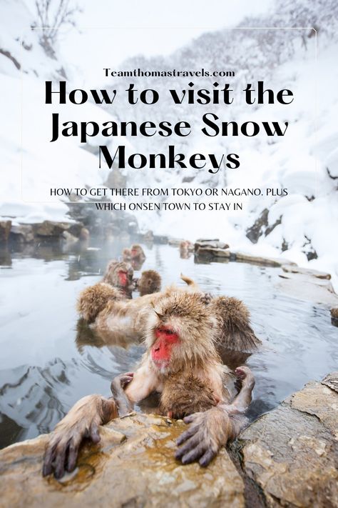 Japan Snow Monkeys, Japanese Snow Monkeys, Snow Monkeys Japan, Japanese Snow, Japanese Monkey, Japan On A Budget, Snow Monkeys, Japan Winter, Japanese Animals