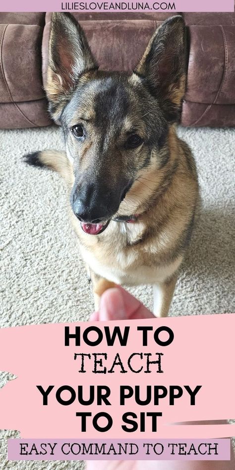 Pin image of a German Shepherd sitting for a treat with a text overlay that reads how to teach your puppy to sit: easy command to teach. Train A Dog, Puppy Sitting, Puppy Care, Positive Reinforcement, How To Train, German Shepherd Puppies, A Puppy, Dog Sitting, New Puppy