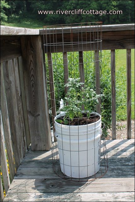 Whether rich or poor or experiencing drought or heavy rains, you can grow tomatoes in a five-gallon bucket and a sunny location! It's cost effective and you can control the quality of the soil and the amount of water resulting in that oh-so-yummy warm tomato right out of the garden experience!   You can usually find someone to give you a five-gallon bucket or you can buy one for about $2.50 (Lowe's).   Drill 4-5 holes on the bottom for drainage.  Add some compost/soil that drains well… Growing Tomatoes Indoors, Tomato Planter, Compost Soil, Growing Tomatoes In Containers, Bucket Gardening, Grow Tomatoes, Tomato Garden, Container Gardening Vegetables, Growing Tomatoes