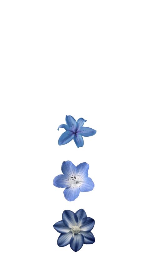 Navy Blue Flower Wallpaper, Scrapbook Inspo, Lily Wallpaper, Summer Wallpapers, Blue Flower Wallpaper, Cute Summer Wallpapers, Blue Hibiscus, Navy Blue Flowers, Blue Lily