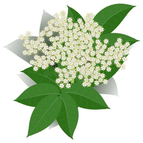 Elderflower. With leaves on white background #Sponsored , #sponsored, #AFFILIATE, #Elderflower, #white, #background, #leaves Background Leaves, Bottle Design Packaging, Image Nature, Background Illustration, Bottle Design, White Background, Plant Leaves, Stock Vector, Royalty Free Stock Photos