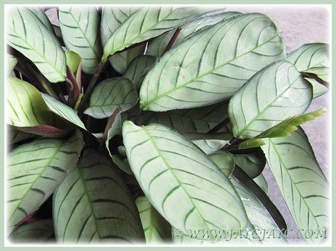 hojas estampadas hermosas de la floración Ctenanthe burle-marxii 'Amagris' |  por jayjayc Philodendron Burle Marx Plant, Cissus Amazonica, Ctenanthe Burle-marxii, Prayer Plant, Liquid Fertilizer, Fish Bone, Growing Indoors, Garden Pests, Foliage Plants