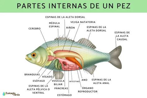 Cuerpo Para hablar sobre las partes de los peces, lo primero que hay que saber es que la forma y el tamaño de su cuerpo están íntimamente relacionados con el hábitat en donde se encuentran y el estilo de vida que llevan. Aquí hablaremos de la forma más típica de los peces, la cual corresponde a un cuerpo fusiforme e hidrodinámico, de manera tal que la resistencia que opone al flujo del agua es mínimo y pueden nadar sin problemas en su hábitat. Los peces se desplazan por movimientos de ... Anime Wallpaper Phone, Saint Paul, Anime Wallpaper, Chef, Queen, Animals, Anime