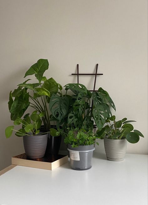 Plant Friends, Plant Corner, Plant Care Houseplant, Plants Are Friends, Welcome To My House, Love Plants, Plant Aesthetic, House Plants Decor, Plants Decor