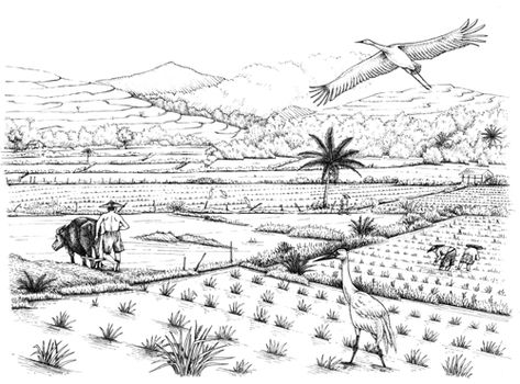 Scientific Illustration: Pen and Ink Techniques - Lizzie Harper Paddy Field Drawing, Pen And Ink Techniques, Lizzie Harper, Field Drawing, History Of Malaysia, Cover Up Tattoos For Men, Paddy Field, Ink Techniques, Rice Paddy