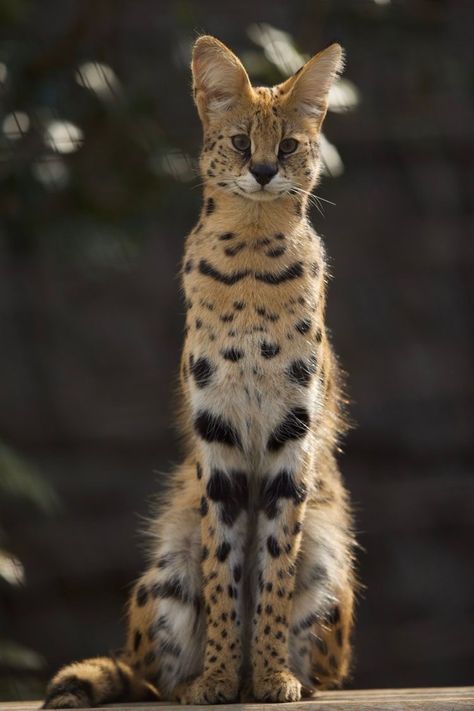 Serval Cat, Serval Cats, Petit Tattoo, Gato Grande, Wild Animals Pictures, Exotic Cats, Savannah Cat, Silly Cats Pictures, Cat Pose