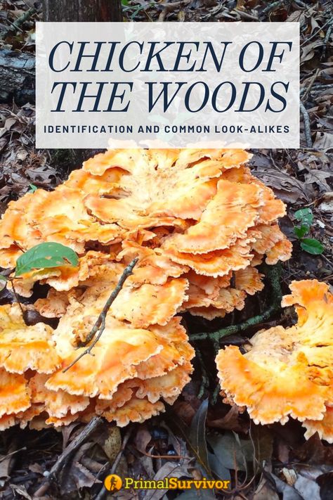 chicken of the woods mushrooms Chicken Of The Woods Mushroom, Chanterelle Recipes, Food Preserving, Chicken Of The Woods, Mushroom Cultivation, Live Tree, Tree Base, Baby Chickens, White Chicken