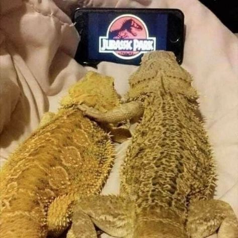 Weird Couple, Could Be Us, Lizards, Instagram Page, The Worst, Coin, Funny, Instagram