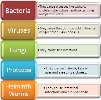 Gujarat Board Class 8 Biology | Dealing with Harmful Microorganisms | Lessson Summary, Notes & Q&A Microorganisms Notes Class 8, Micro Biology Notes, Microorganisms Notes, Microorganisms Microbiology, Summary Notes, Medical Assisting, Nurse Study, Nurse Study Notes, Science Notes